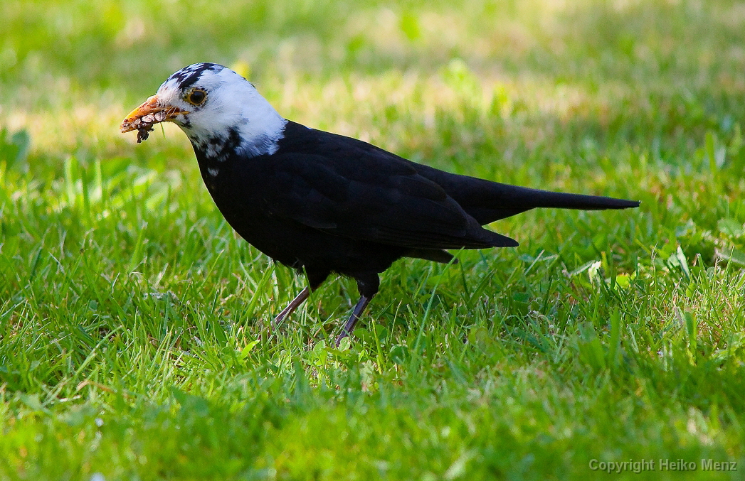 Amsel, Turdus merula, Nr.2