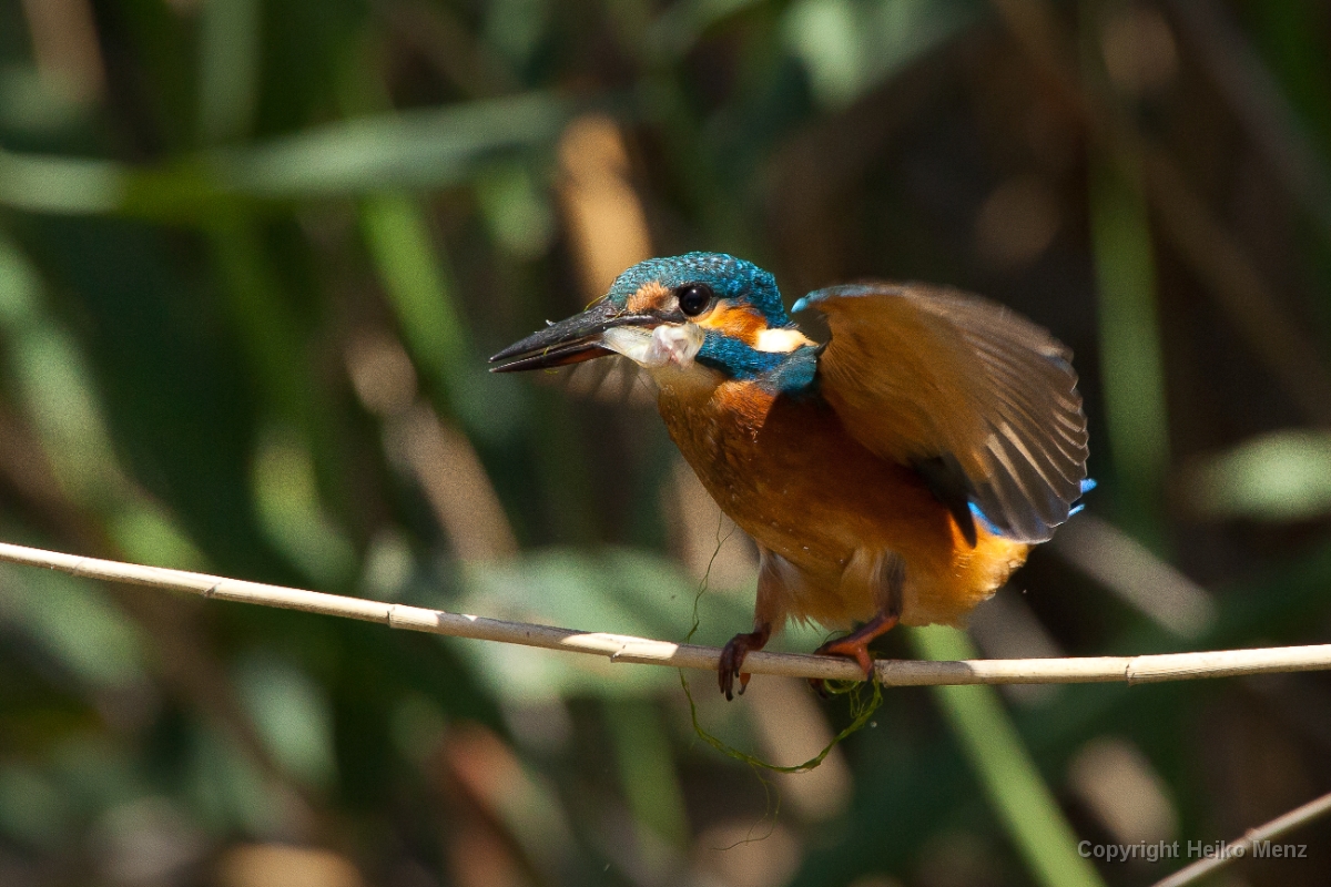 Eisvogel, Alcedo atthis, Nr
